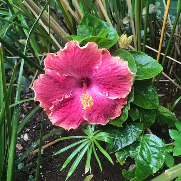 Meet your Posher, K. - Picture 2 of 4